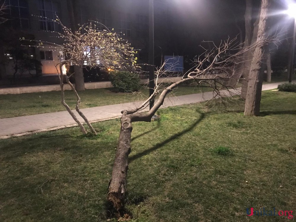 Bakıda güclü külək ağacı aşırdı - FOTOLAR